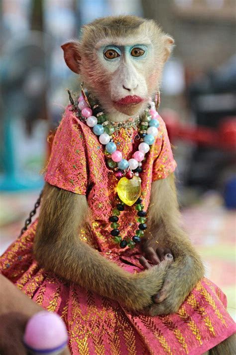 funny monkey pictures|female monkey funny pic.